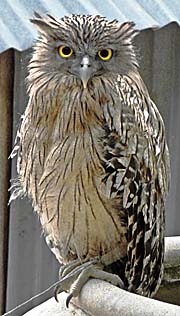 Laotian Owl by Asienreisender